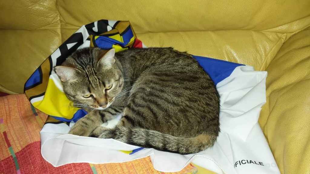 il gatto frusta
